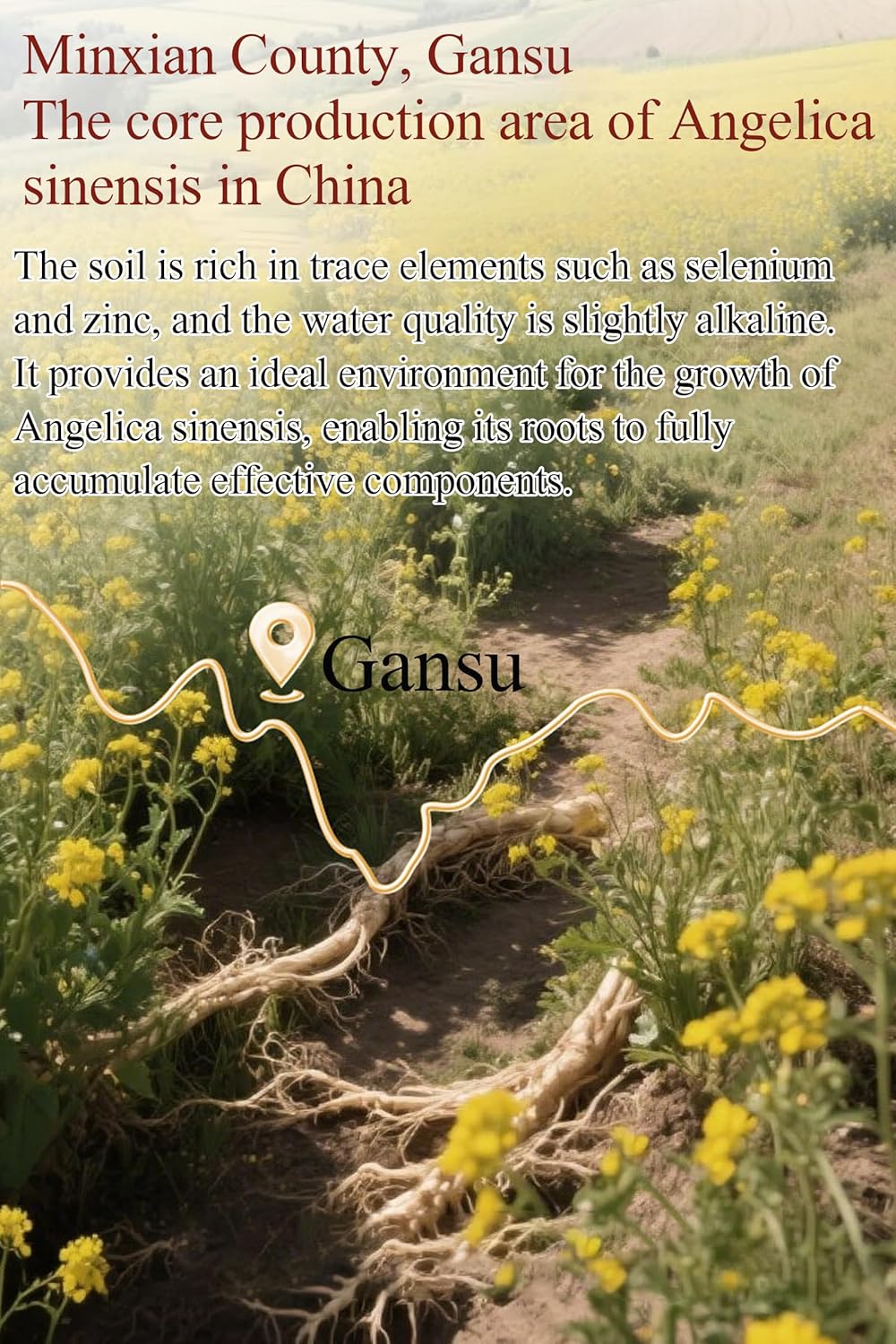 Shengmingxi Angelica Slices Dang GUI Tea Dong Quai Root Dried Angelica Root Slices Chinese Herbal Tea 当归 當歸 150g/5.3oz - Image 6