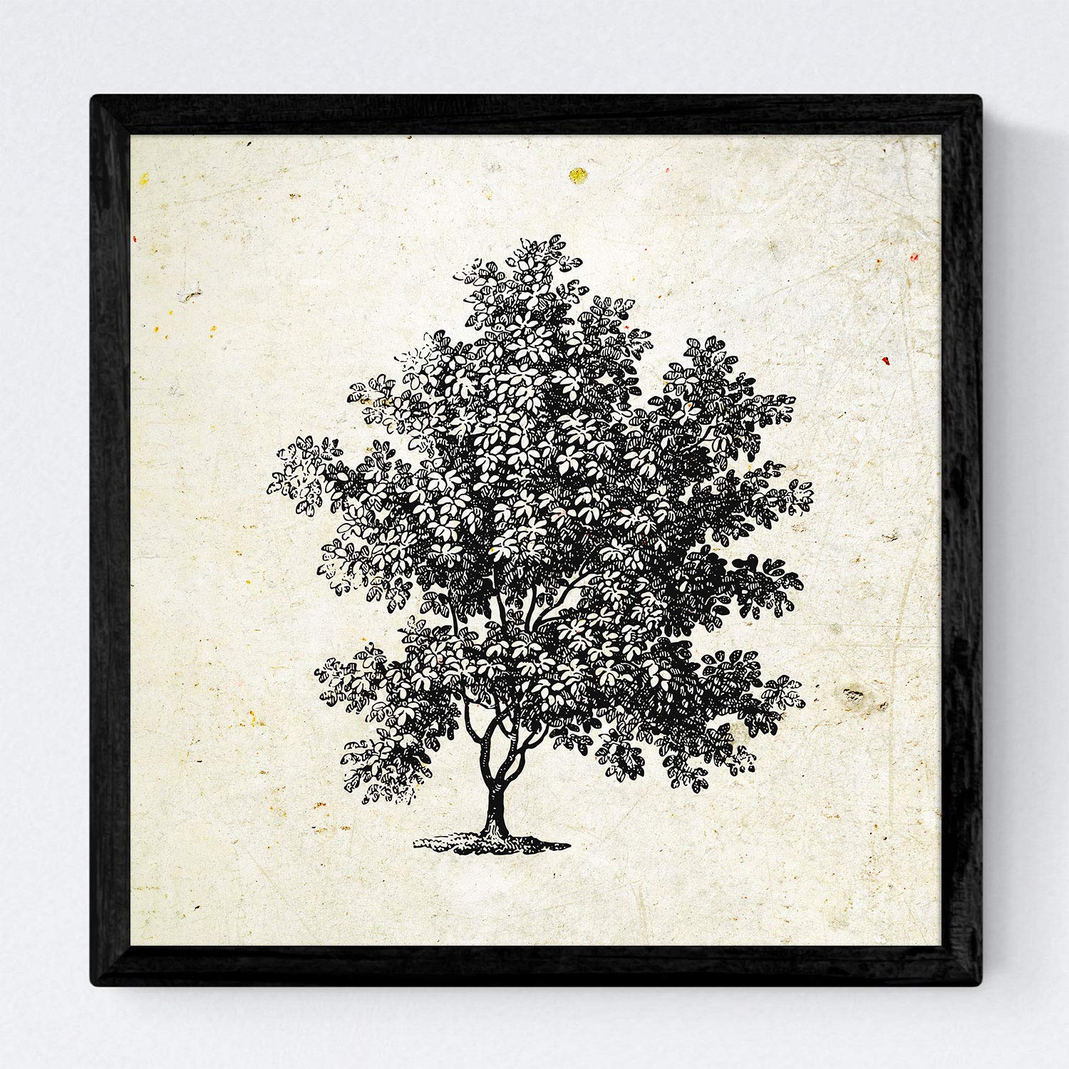Nacnic Set de cuatro láminas de arboles. Arboles sin y con hoja en tamaño 20x20 cm, fondo papel antiguo vintage Poster papel 250 gr y tintas de alta calidad. Con Marco