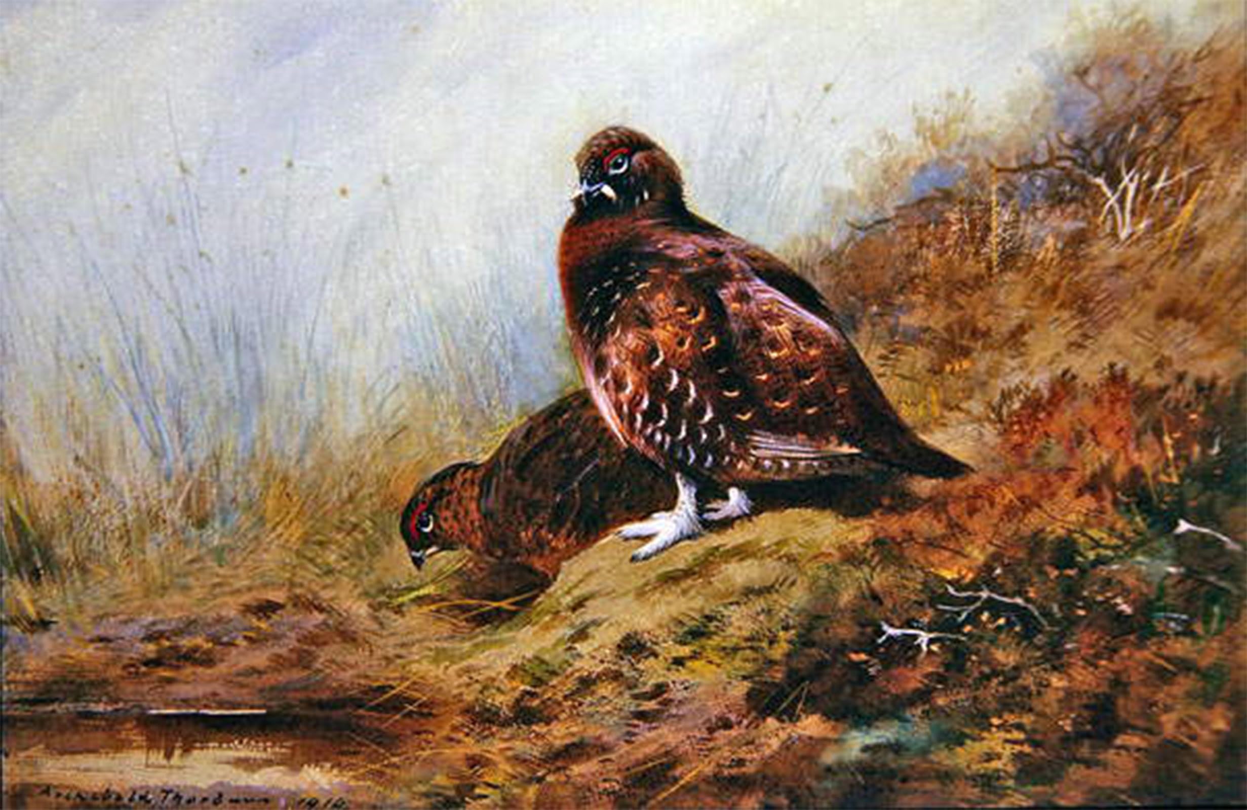 ARTXLXXBN Famous Print Painting Colorful Art Print Grouse by Archibald Thorburn Canvas Art Decorations for Home Decor 60x90cm