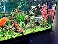 Review Image by Jennifer Dowling Jennifer Dowling