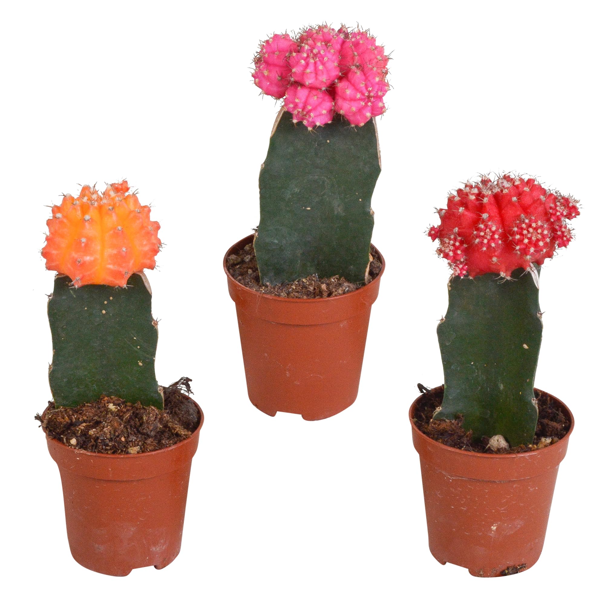 Mix Gymnocalycium Innestati, Piante Grasse, Colori Assortiti, 3 Pz, 5.5cm