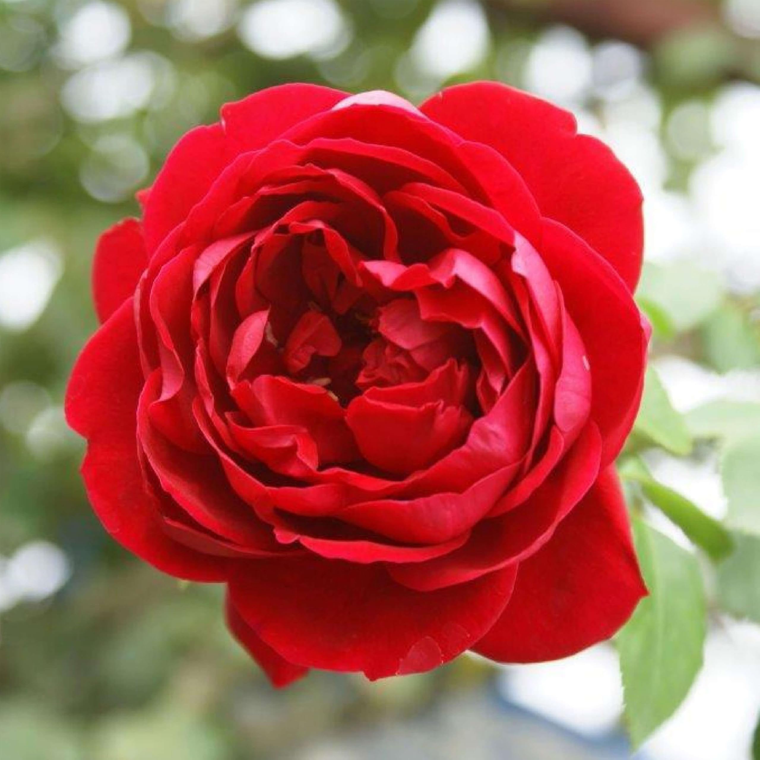 Heirloom Climbing Roses Cherry Garland