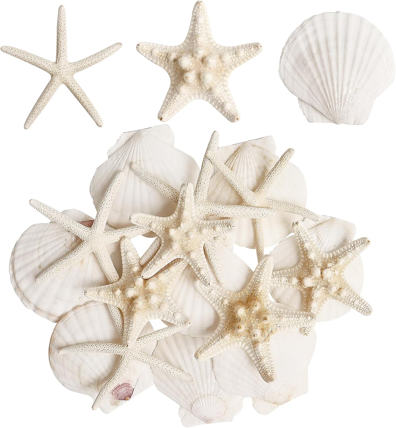 HAPYSHOOP 16pc Natural Starfish & Scallop Shells 2.6-3.8in for Crafts, Beach Wedding Decor, Fishtank, Christmas Ornaments