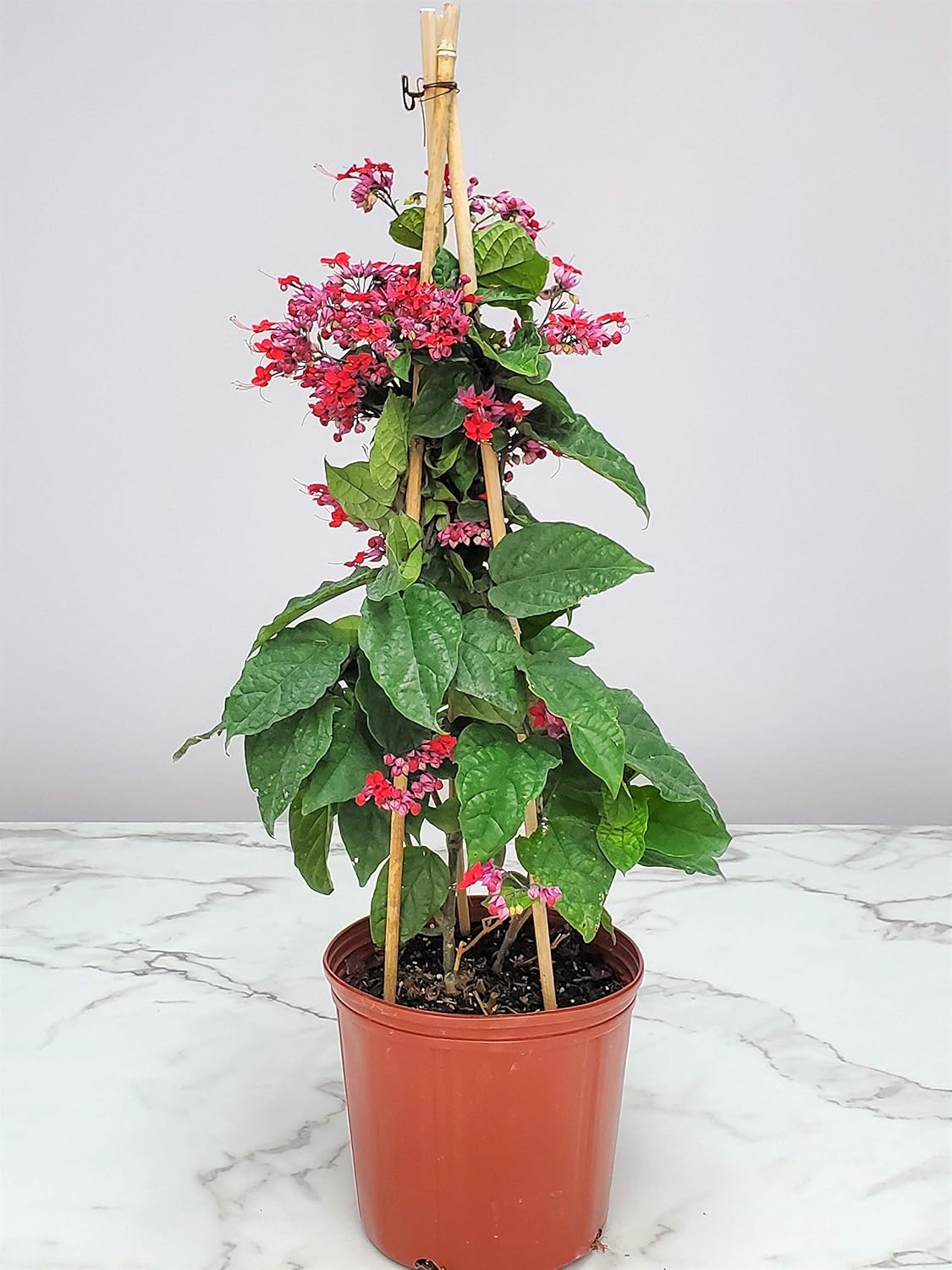 Tropical Plants of Florida Bleeding Heart Vine Live Plant Red and Purple Flowers - 3 Gallon 36 Inch Tall Tropical Flowering Vine Outdoor Ornamental Plant