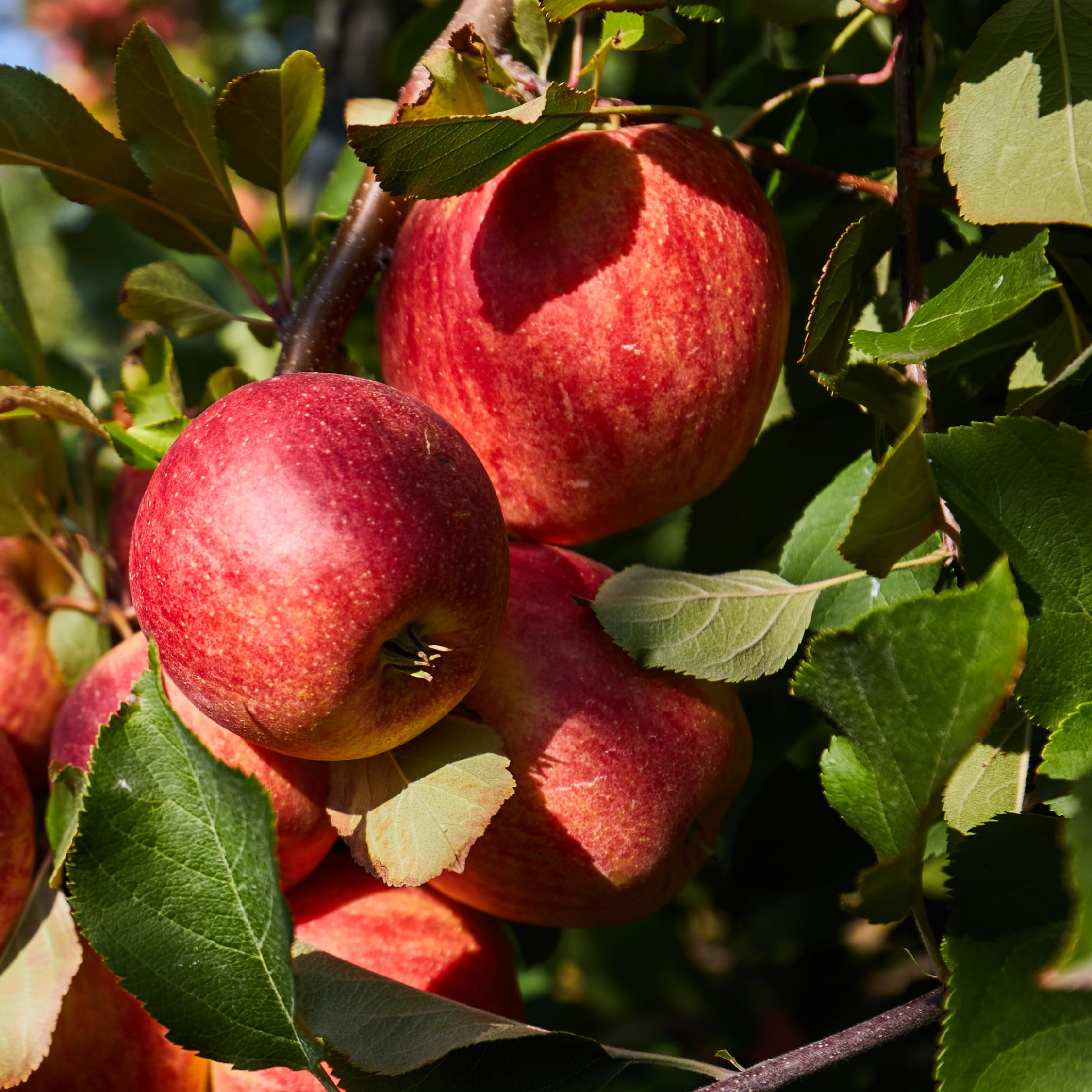 Malus - Mix Van 6 - Appelboom - Pilaar - Pot 9cm - Hoogte 60-70cm is een van onze nieuwste producten op