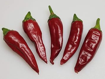 Guajillo Pepper 10+ Seeds