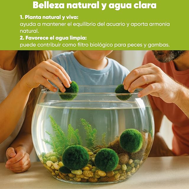 Foto 3 de 4 de AquaBreedingSkill Set de 7 Marimo japones vivo 3–4 cm