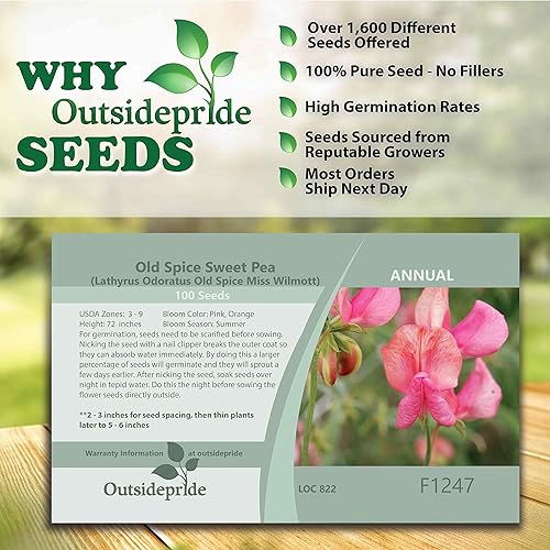 Miniatura 3 de Outsidepride 100 semillas anuales Lathyrus Odoratus Old Spice Sweet Peas Miss Wilmott Semilla de vid para plantar