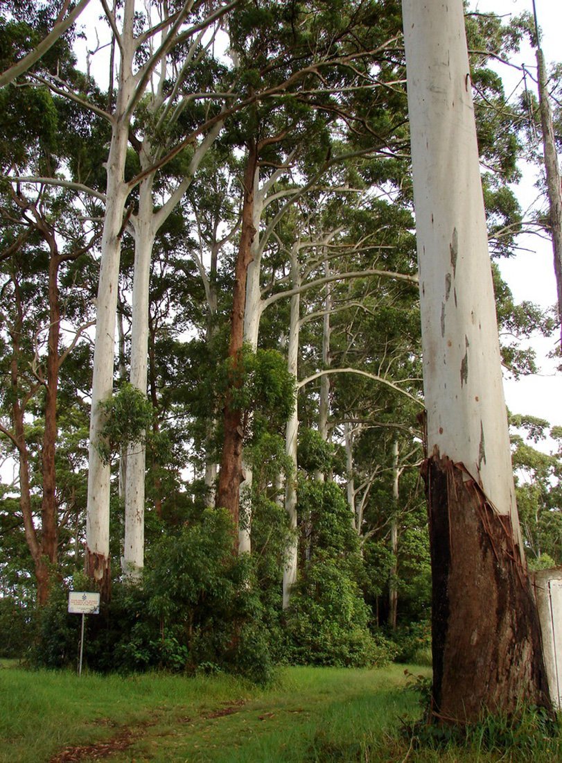 Creative Farmer Tree Seeds : Eucalyptus Grandis - Rose Gum Seeds - 10000 Seeds For Commercial Plantation Professional Pack (B0768JHFCZ) Amazon Price History, Amazon Price Tracker