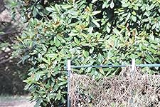 Review Image by Amazon Customer Amazon Customer