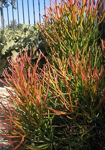 Miniatura 3 de Plantas suculentas vivas de 4 pulgadas en maceta(s) totalmente enraizadas, palos de fuego Euphorbia tirucalli fáciles de cultivar (palitos de fuego)