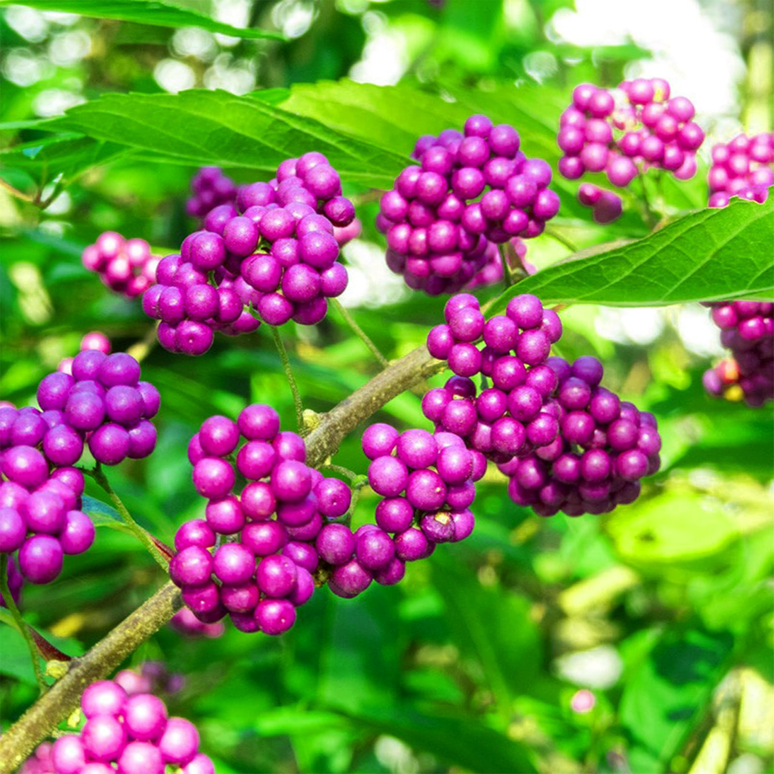 KVITER 30 American Beautyberry Seeds for Planting (Callicarpa Americana) – Beauty Berry Plant Heirloom Seeds, Purple Berries – Fast Growing Shrubs for Privacy, Flower Garden & Patio