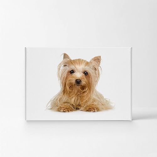 Vista 52 de Smile Art Design Border Collie Bulldog Rottweiler Cachorro Persa Gatito Animal Lienzo Impresión Arte de Pared Pet Cat Dog Lover Sala Dormitorio