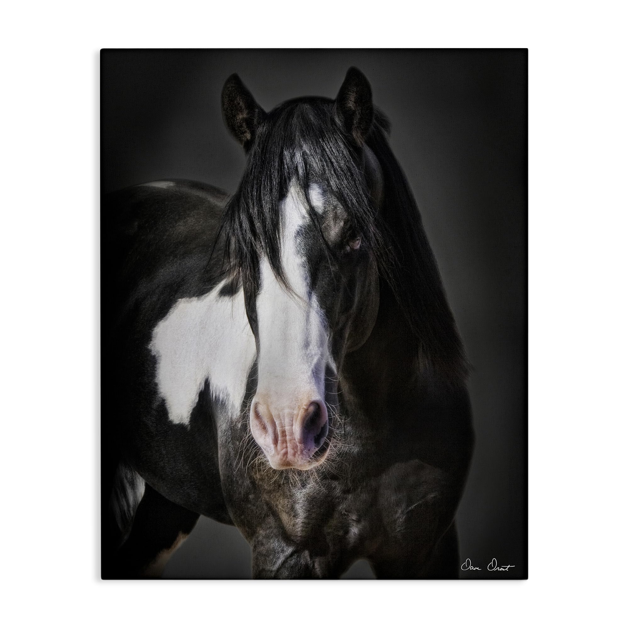 Stupell Industries 'Black & White Horse', Canvas Art, 24 x 30 Inches, Easy to Hang and Sturdy, Made in USA, by David Drost