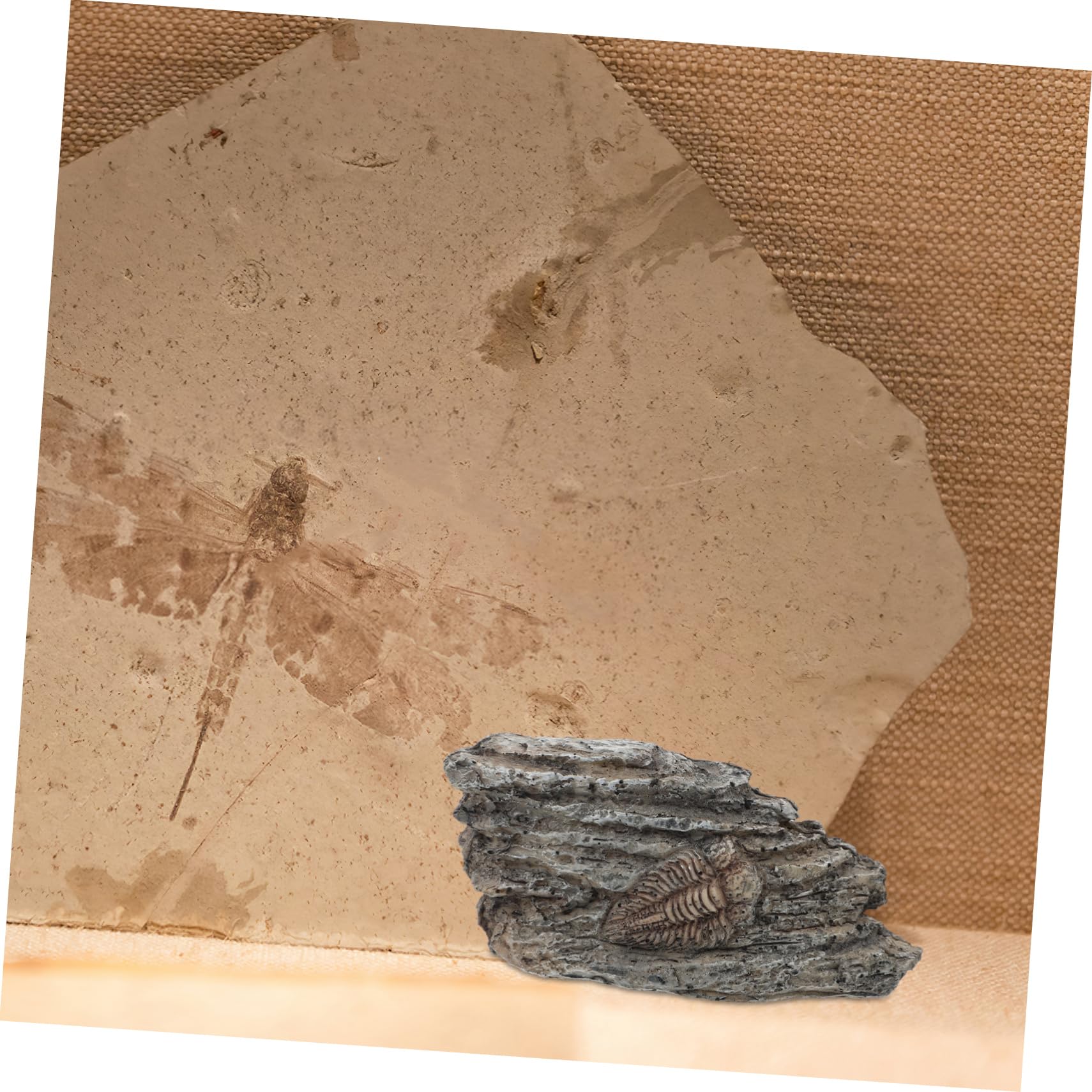 4stücke Collection Trilobite Resin Decoration Paleontological Home Decor Lightweight and Compact Trilobite Specimen for Education and Display for Nature Enthusiasts