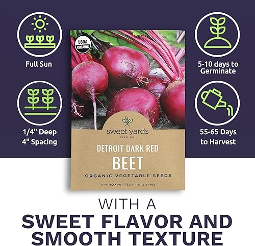 Miniatura 3 de Semillas de remolacha orgánicas 'Detroit Dark Red' - Dos paquetes de semillas! - Más de 250 semillas orgánicas sin OMG con certificación USDA -