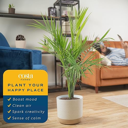 Miniatura 57 de Costa Farms Palma de bambú, planta de interior fácil de cultivar, planta de interior viva en maceta decorativa, decoración de habitación u oficina