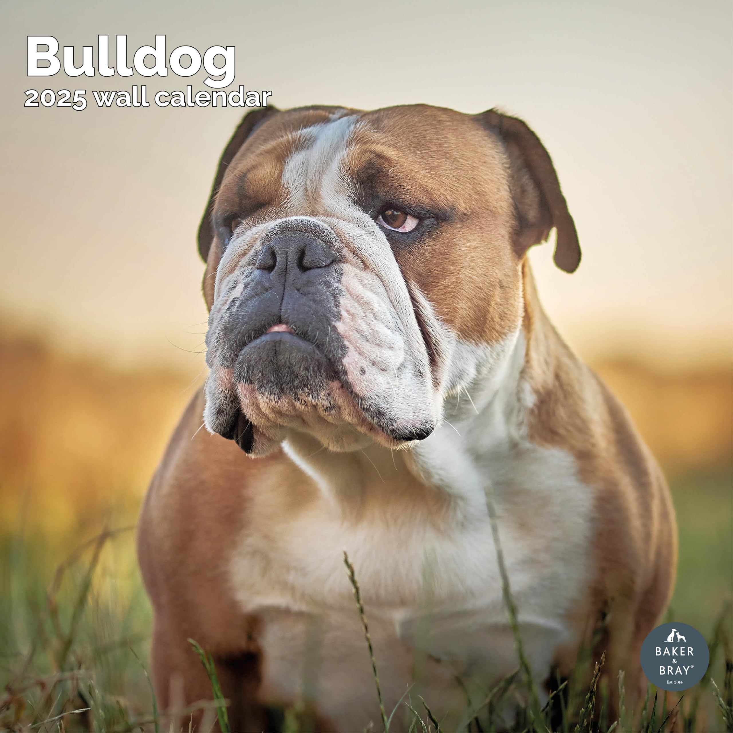 Baker and Bray Bulldog Calendar 2026, Large Square Wall Calendar With Organisational Stickers, 16 Month, Bulldog Gift Dog Calendar