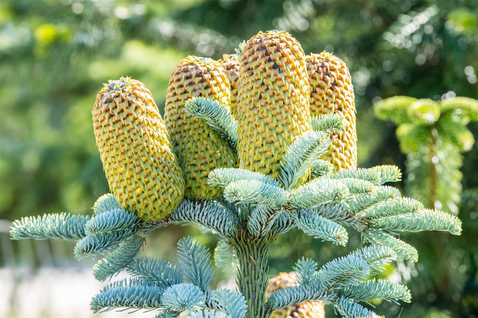 Abies procera 'Glauca' 25–30 cm – Winterhart, Immergrün, Pflegeleicht – Edeltanne – Weihnachtsbaum für Garten & Kübel
