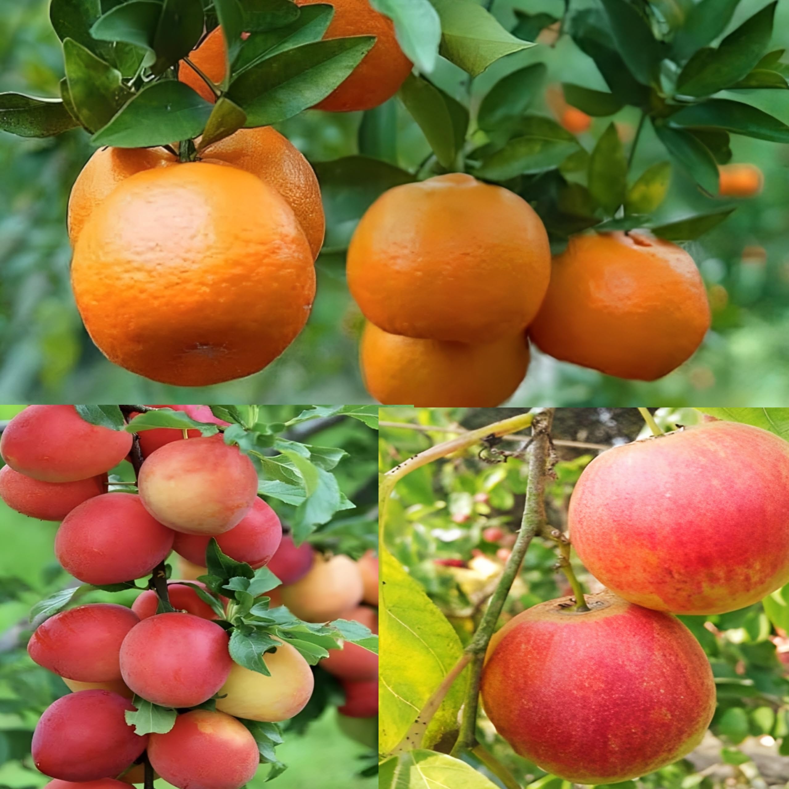 Pyanabi Combo 2" Darjeeling Orange Live Plant + Seedless Apple Ber Plant Grafted Hybrid Jujube Live JujubeFruit Plant 1.5-3 Feet Height Live Plant For Home Garden (B0CG6R9SW7) Amazon Price History, Amazon Price Tracker