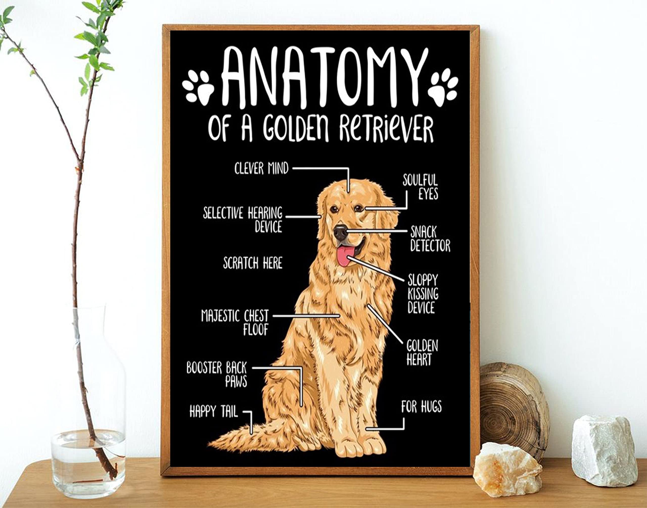 Anatomy Of A Golden Retriever Poster Golden Retriever Knowledge Golden Retriever Lover Gift Dog Lovers Vintage Poster Metal Tin Sign 6x8 inches