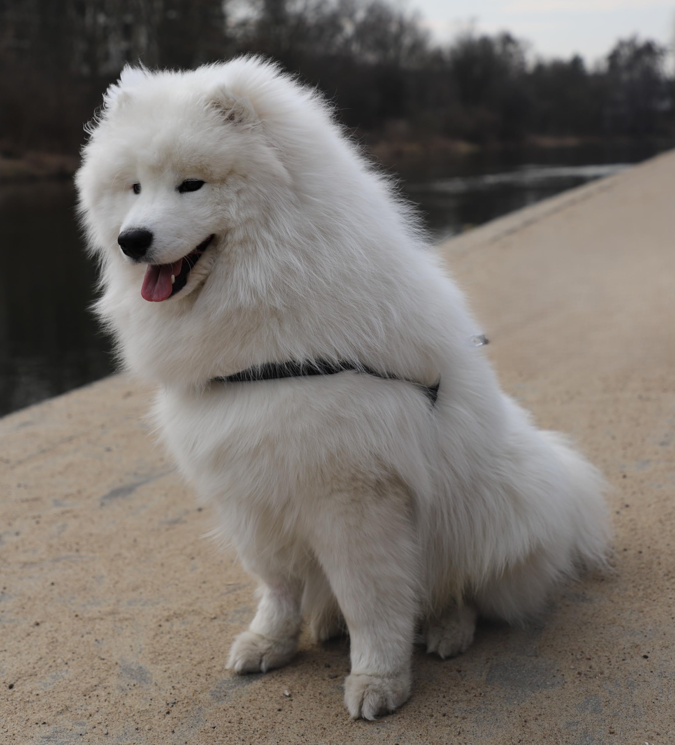 Dingo 10572 - Arnés de Piel para Chow Chow y Peludo, Color Negro