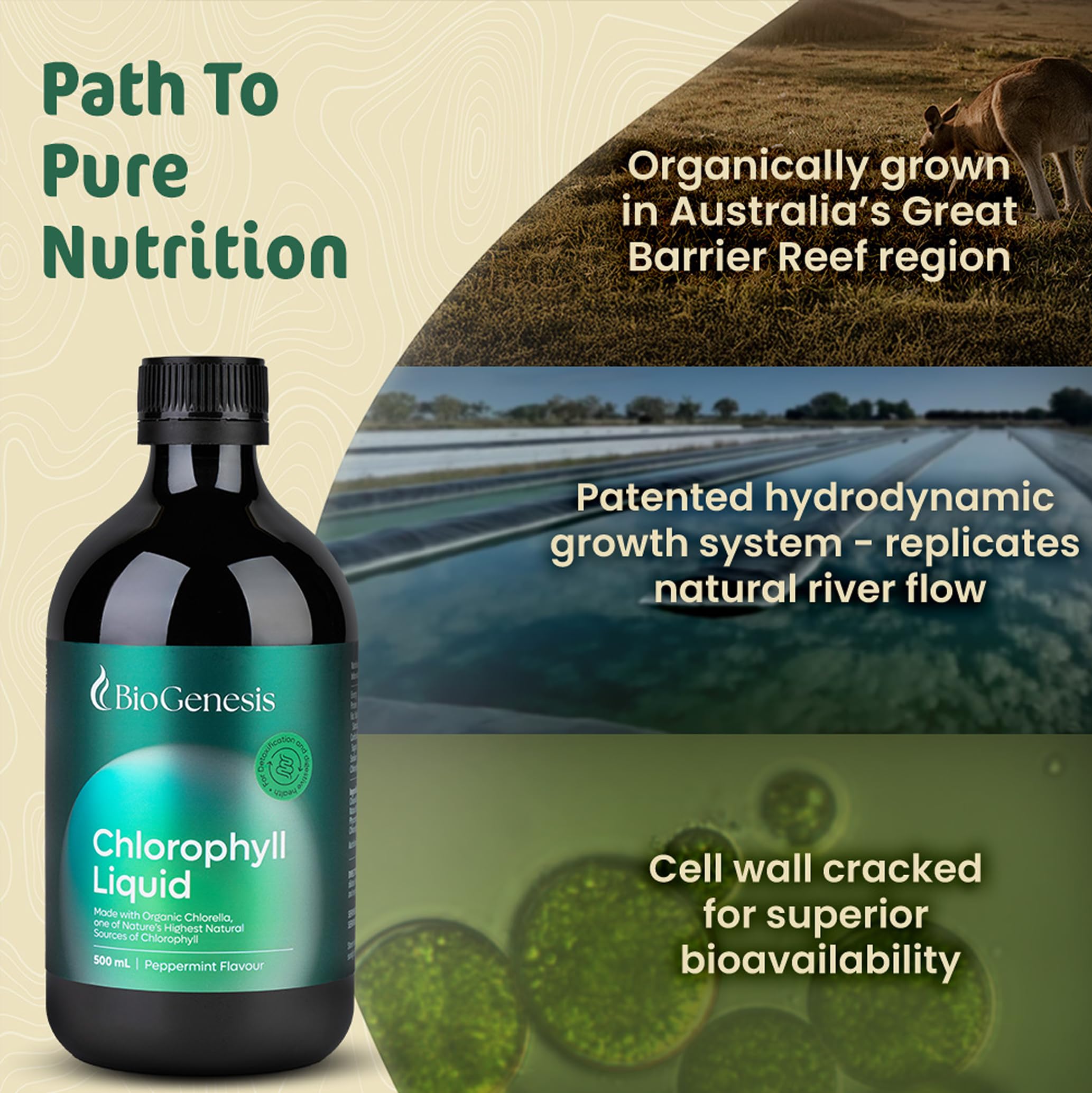 Biogenesis Chlorophyll Liquid 17oz – Peppermint Flavor | Internal Deodarizer | Supports Cleansing, Energy & Digestion | 100% Australian Grown — Amazon image 4