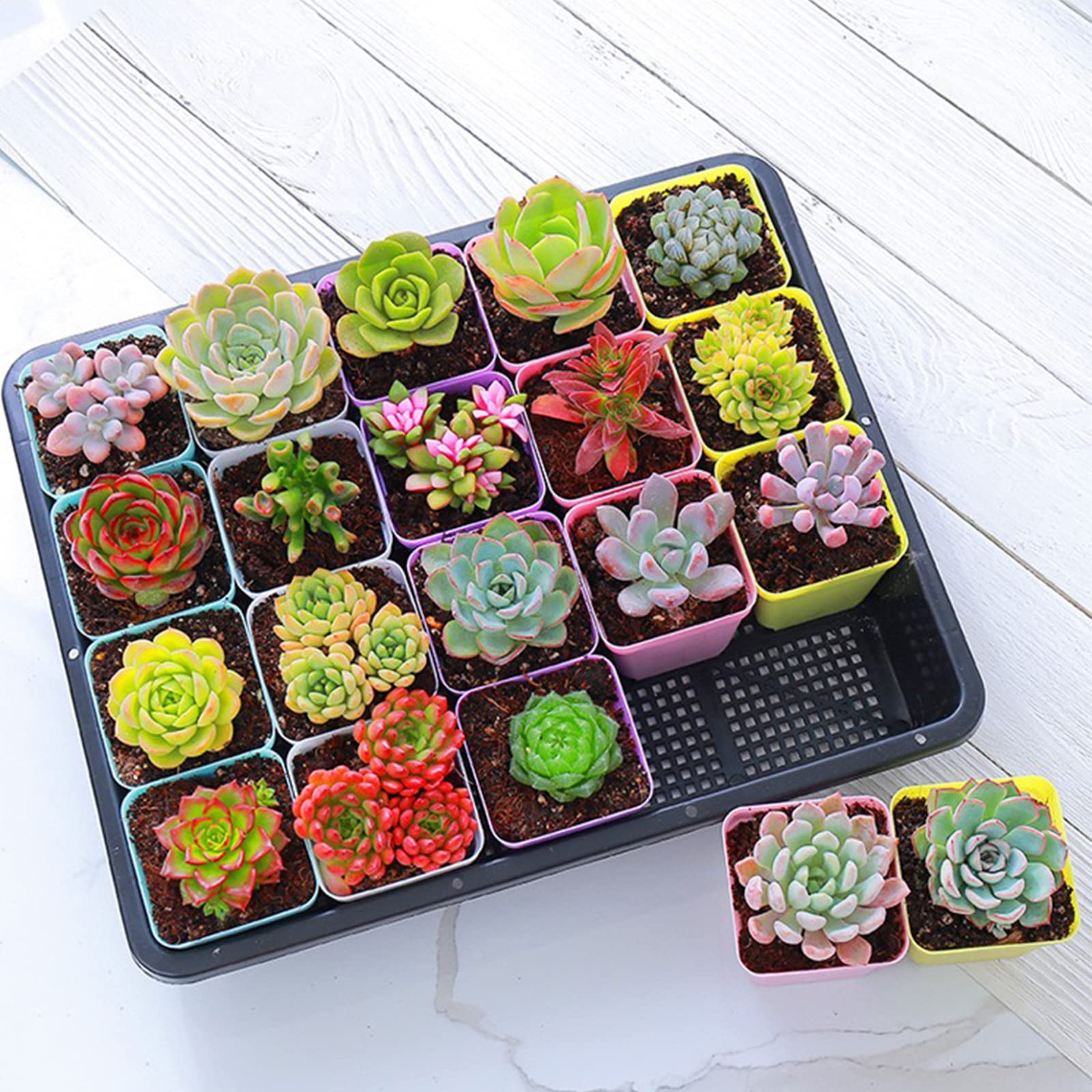 BeGrit 5 Stück Keimschalen für Sprossen Pflanzschale schwarz Anzuchtkasten für Pflanzen (37 x 30 x 7.5cm) Mit Wasserwanne für Mircogreen Setzlinge Sukkulenten Gewächshaus