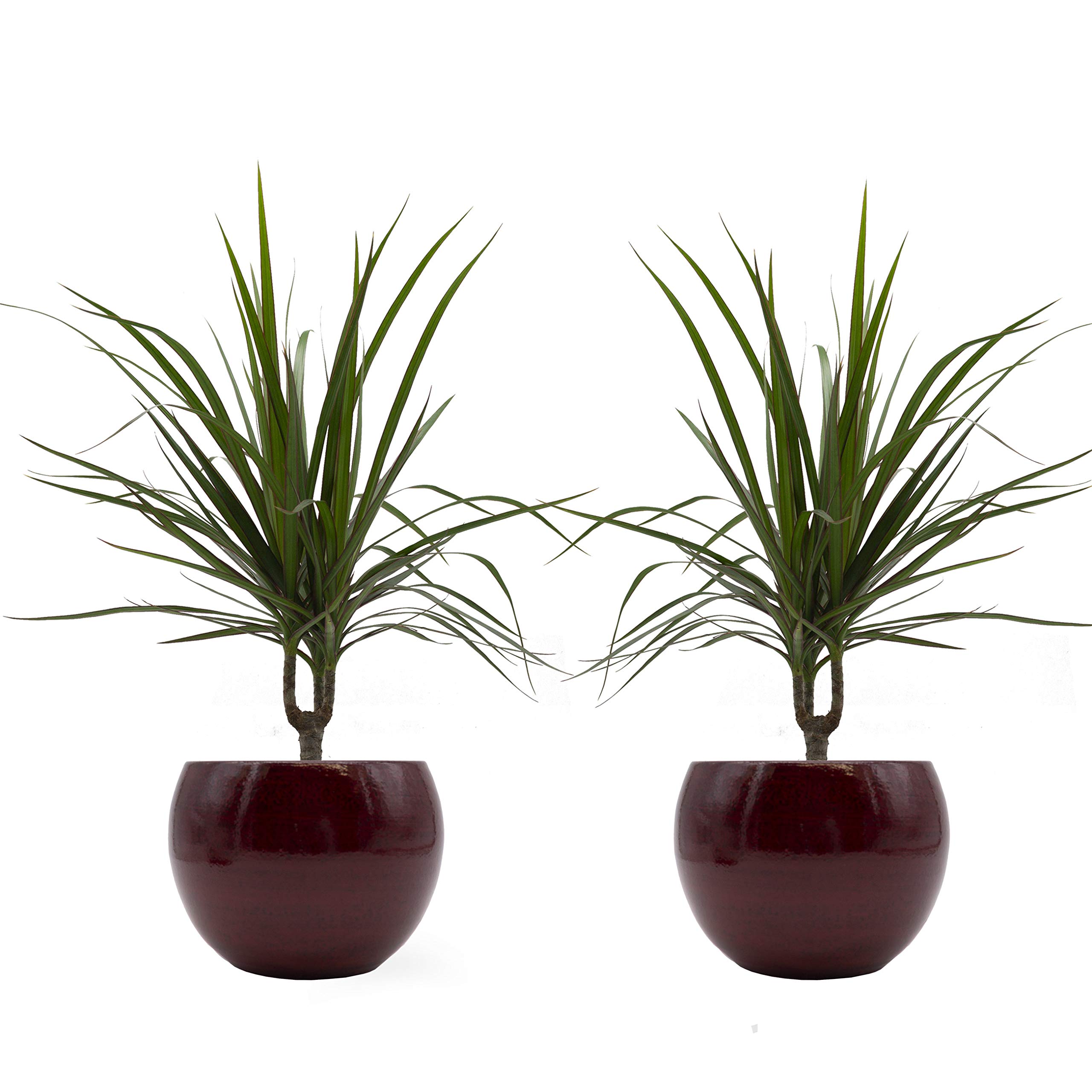 Drachenbaum marginata-Duo mit handgefertigtem Keramik-Blumentopf "Cresto  Rot", 2 Pflanzen und Deko-Tpfe : Amazon.de: Garten