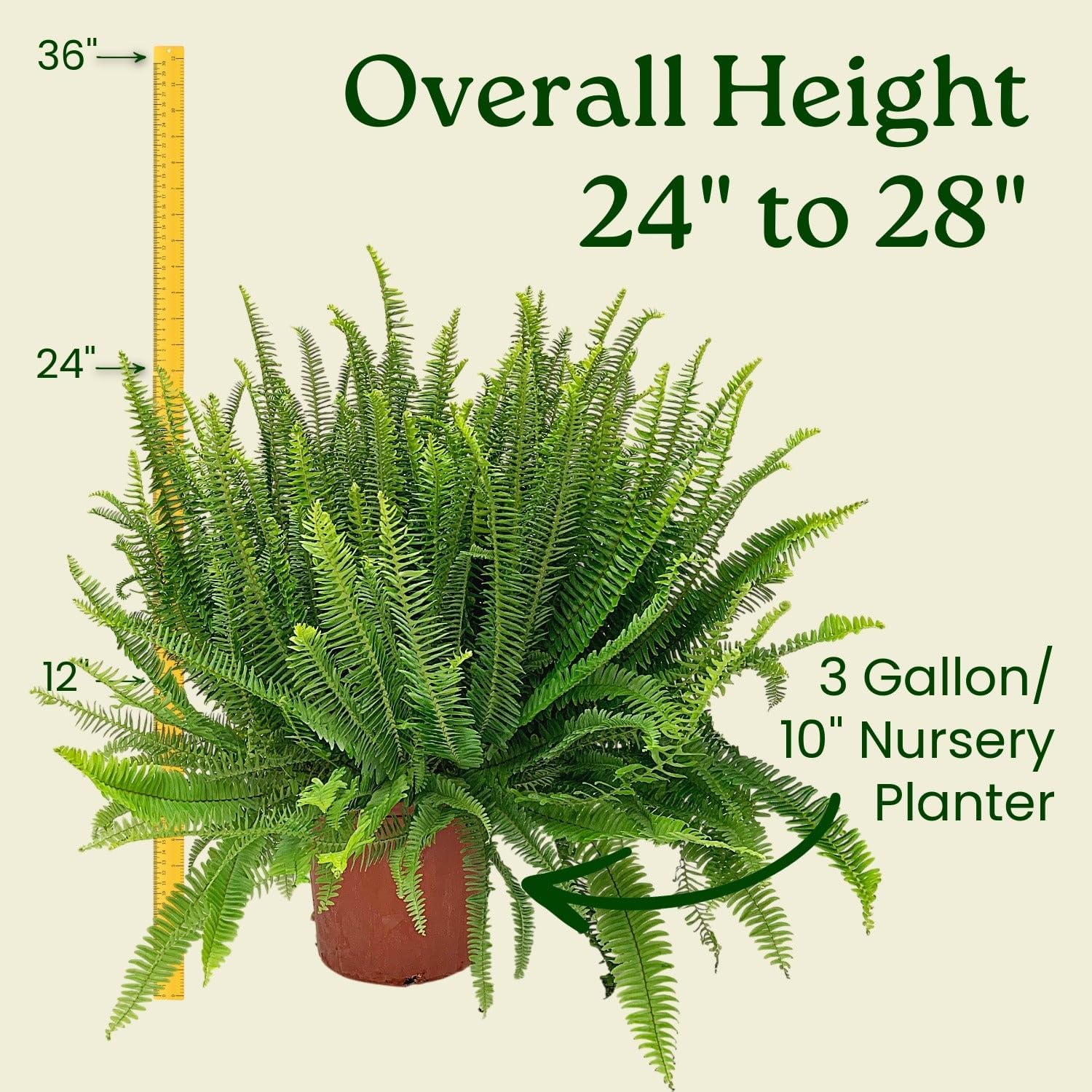 Tropical Plants of Florida - Kimberly Queen Fern Plant - Live Tropical Fern - 26" to 32" Overall Height (Plant Only)