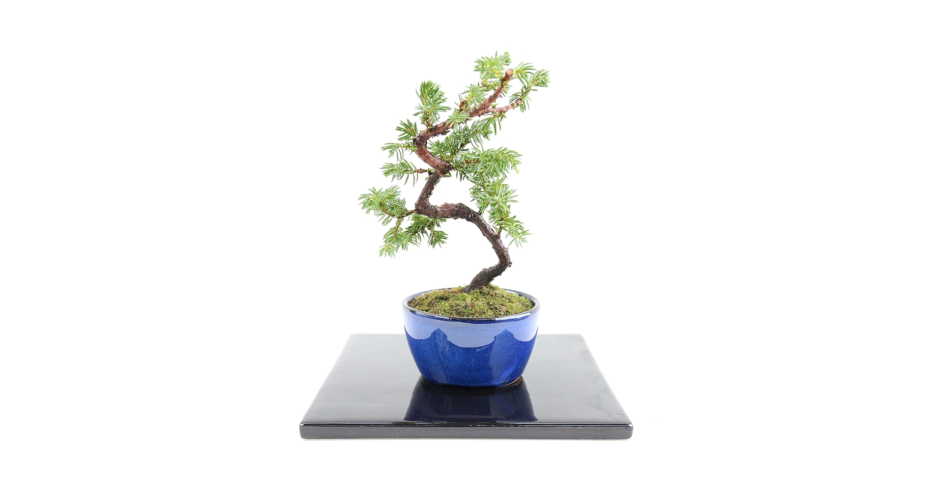 紫社松 盆栽 紫杜松6年物 | EVER ROOTS BONSAI STORE