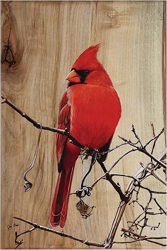 Trademark Fine Art Lienzo decorativo para pared, diseño de Jim Brune 'Regal Cardinal', arte de pared para sala de estar, dormitorio u oficina, 12 x