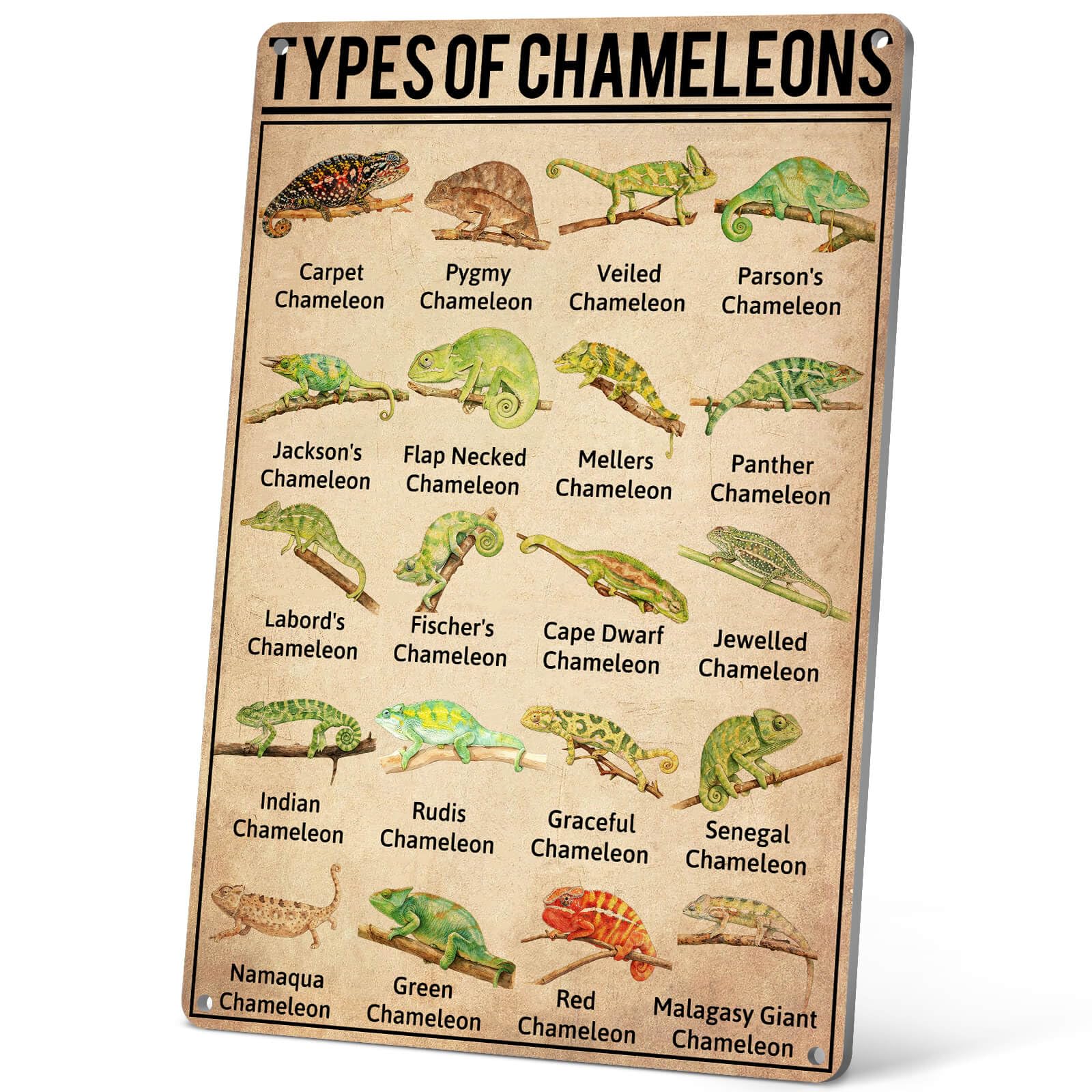 Amazon.com: HYBLOM Types Of Chameleons Metal Tin Sign - Vintage