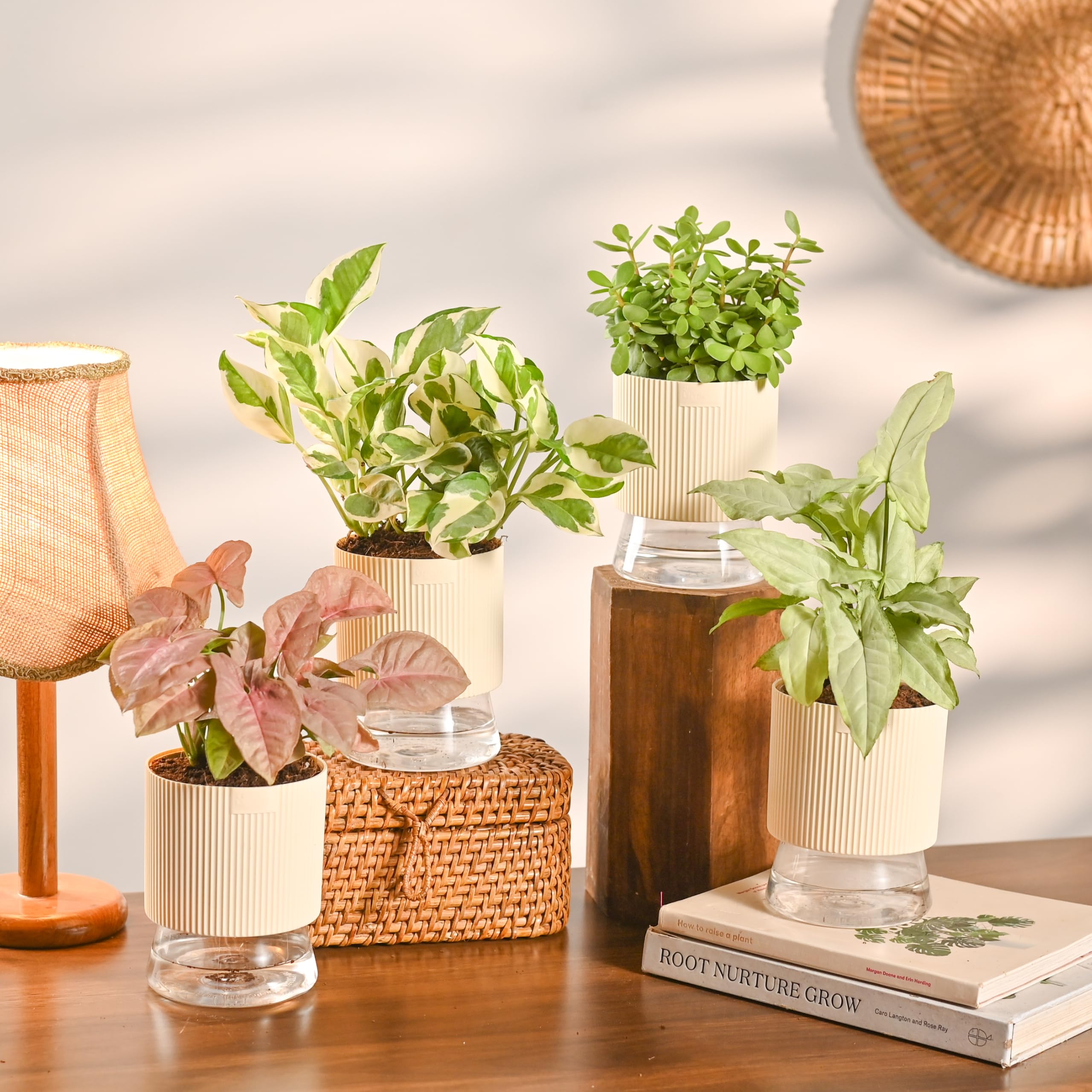 Ugaoo Combo of 4 Live Indoor Plants with Kyoto Self Watering Pots (Ivory) – Jade Plant, Syngonium White Butterfly, Syngonium Red Yami, Money Plant N Joy | Ideal for Home Decor & Office-picture-12