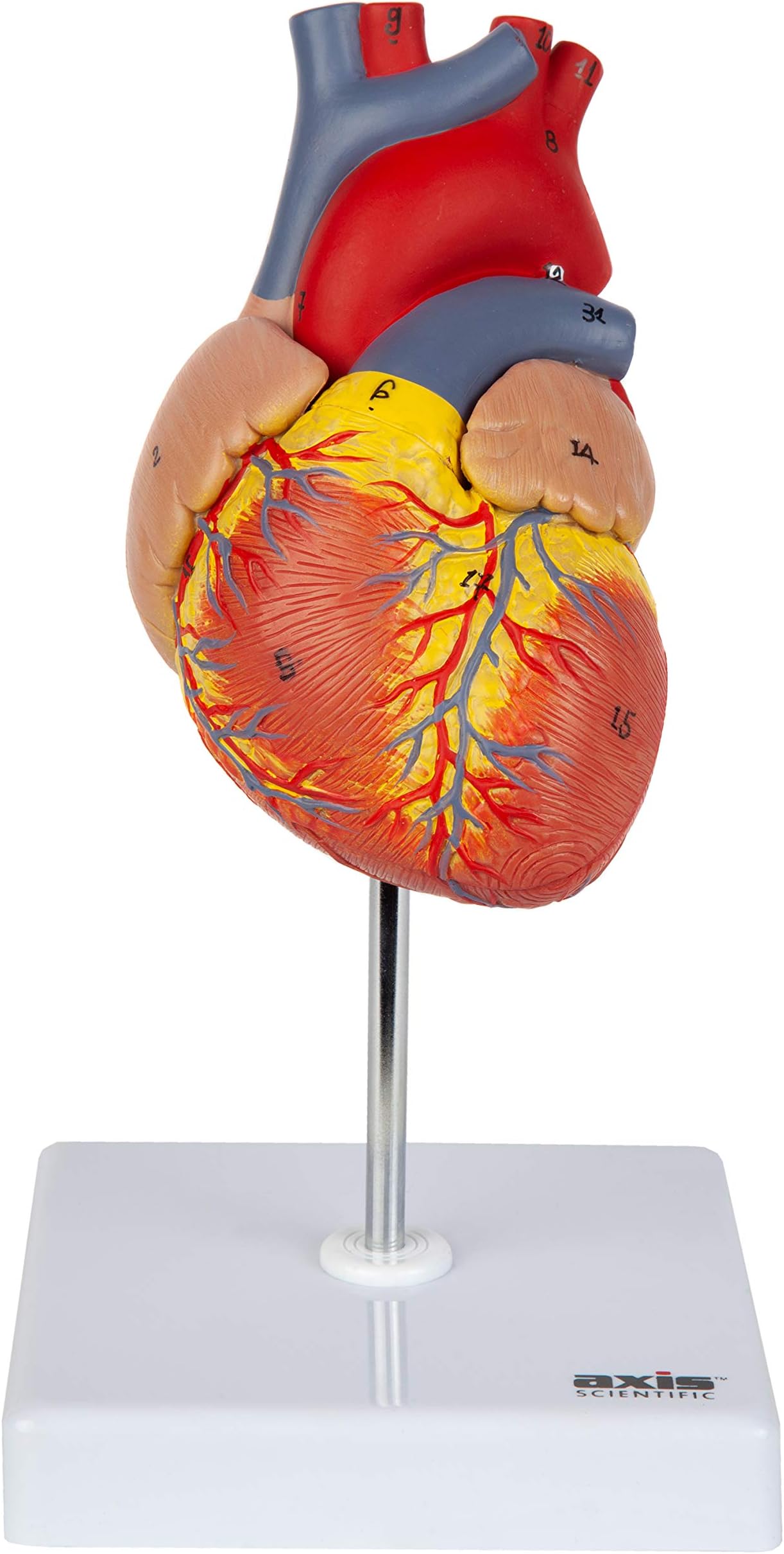 Axis Scientific Heart Model, 2-Part Deluxe Life Size Human Heart Replica with 34 Anatomical Structures, Held Together with Magnets, Includes Mounted Display Base, Detailed Product Manual and Warranty