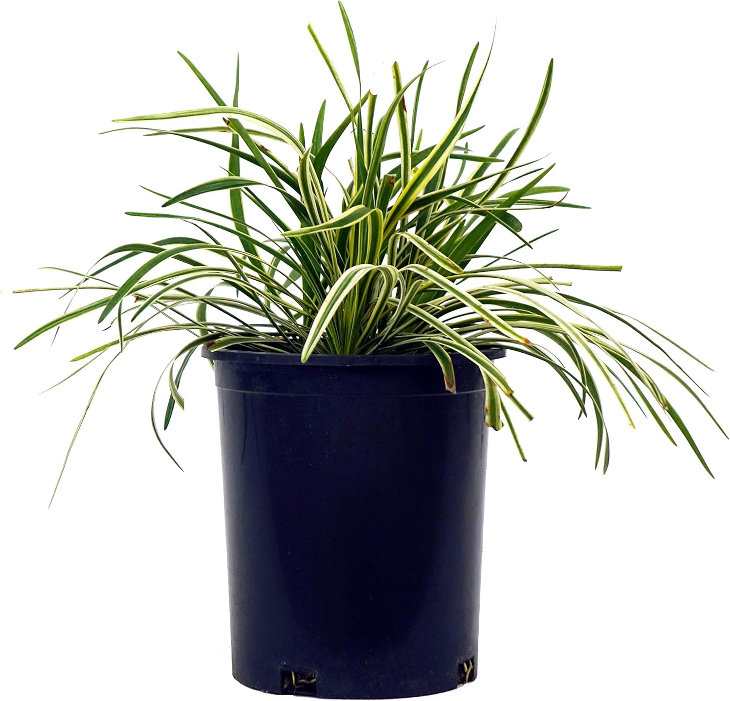 Lirope spicata (Lilyturf) Perennial, lavender flowers, 1 - Size Container