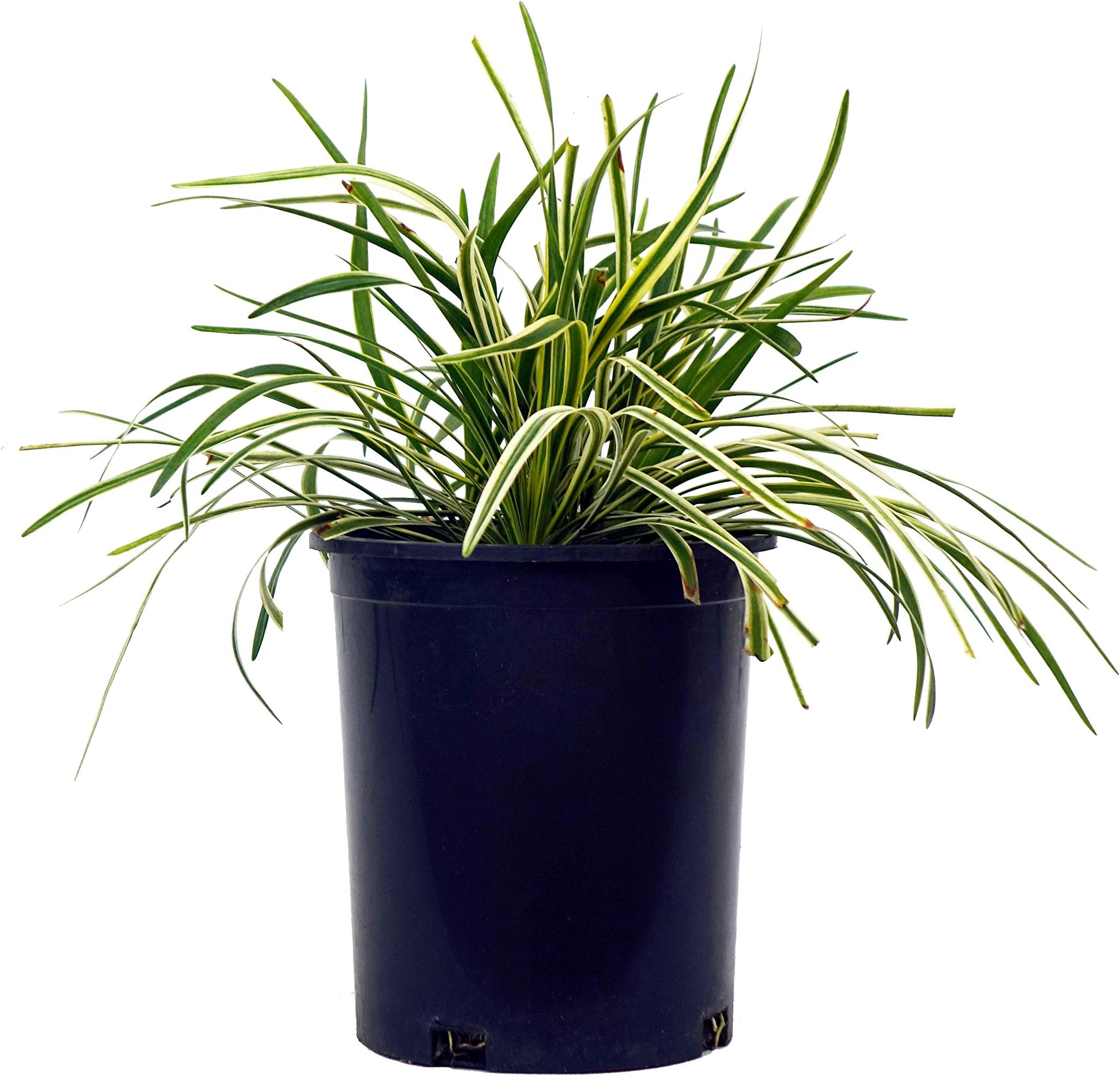 Liriope muscari 'Variegata' (Variegated Lilyturf) Perennial, varigated foliage with lavender flowers, 1 - Size Container