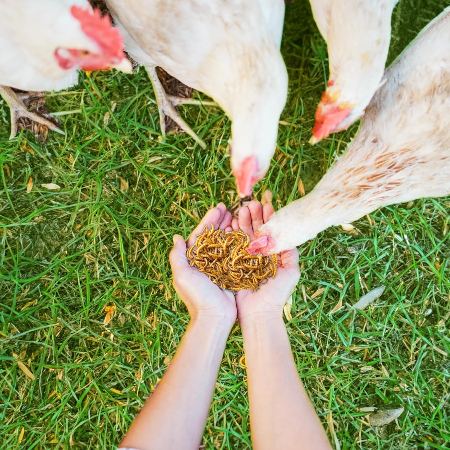 Zylina Dried Mealworms | 100% Natural Chicken Feed Alternative to Black Soldier Fly Larvae for Chickens | Chicken Food & Chicken Treats for Laying Hens, Ducks, and Dried Mealworms for Birds | 5 LBS