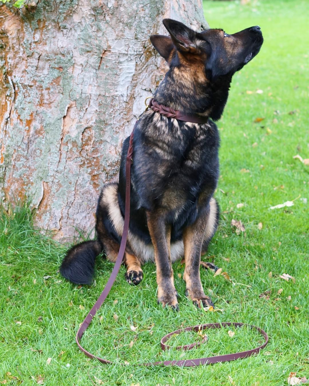 Hundehalsband Abby - Weiches Fettleder - Geflochten - Made in Germany - Kastanienbraun L (45-52,5cm Halsumfang, 2,7cm breit)
