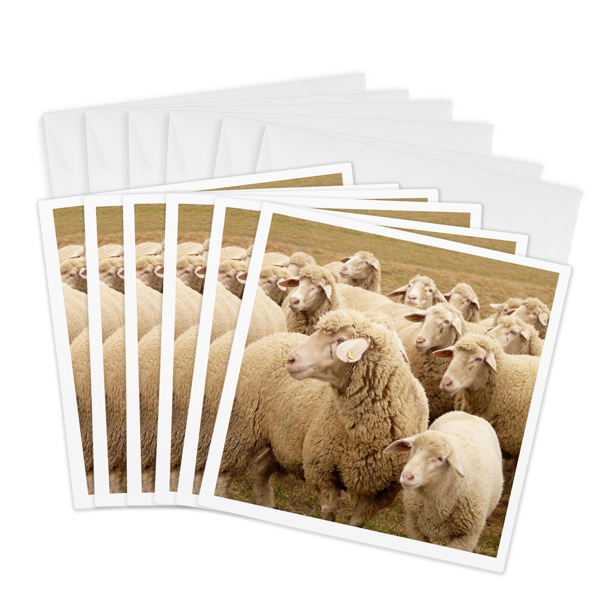 3dRose gc_79142_1 6 x 6-Inch "Sweet Sheep- Herds- Animals" Greeting Card (Pack of 6)