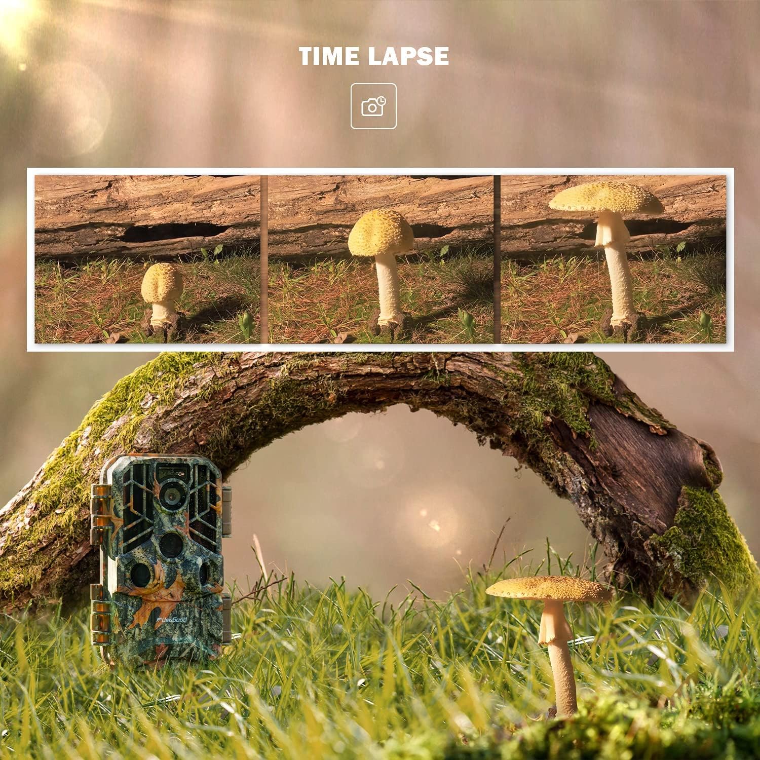 Time-lapse sequence showing mushroom growth captured by the usogood DL503 Trail Camera