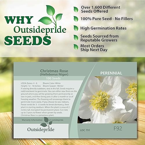 Miniatura 6 de Outsidepride 100 semillas perennes Helleborus Niger Semillas de flores de rosas navideñas para plantar