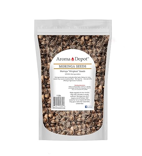 Semillas de Moringa 1 libra (aprox. 1500) sin alas secadas al sol, PKM1, 100% natural, superalimentario, nutricional, rico en vitaminas semillas disponible en Yaxa Colombia