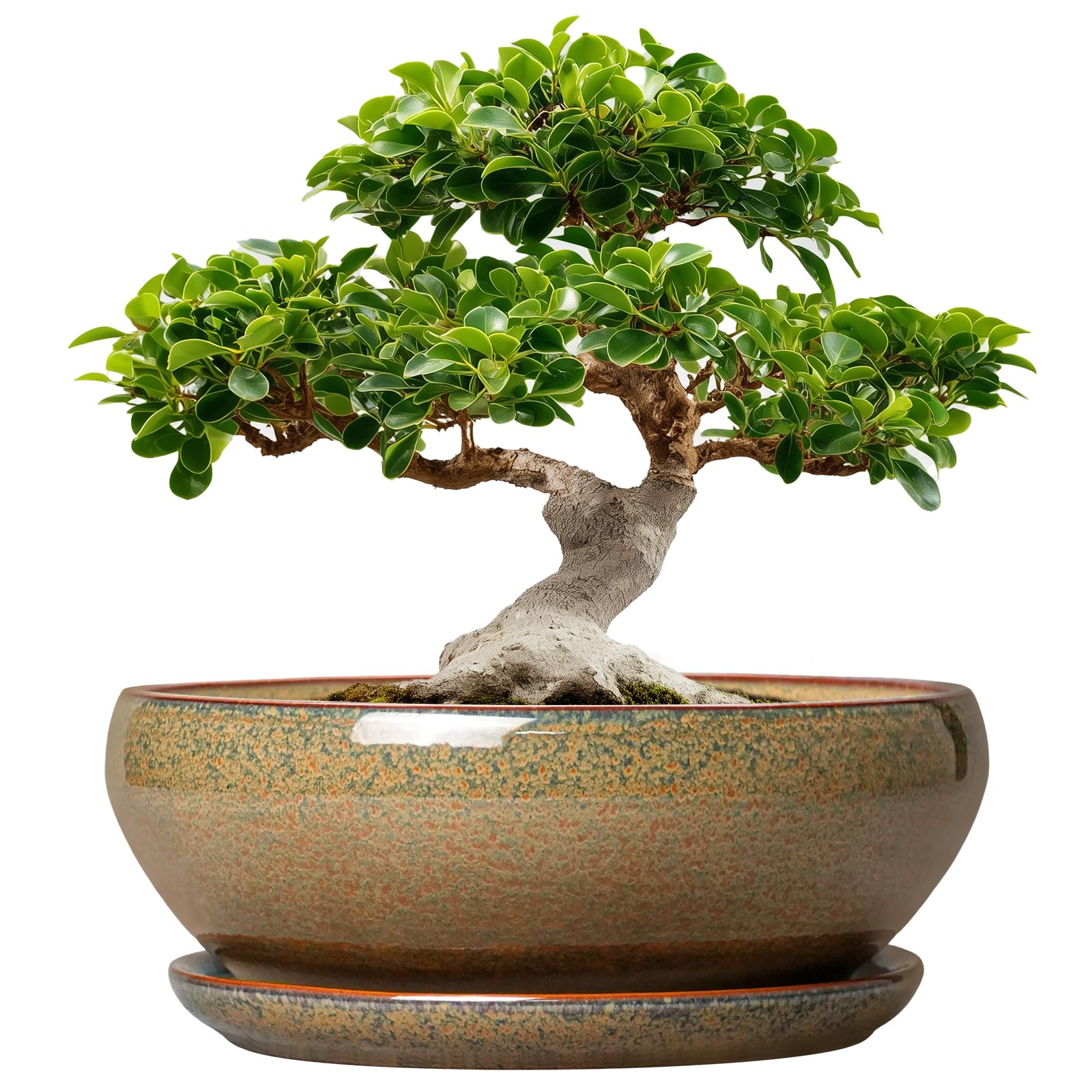 SQOWL Ceramic Bonsai Pots 12 Inch Brown