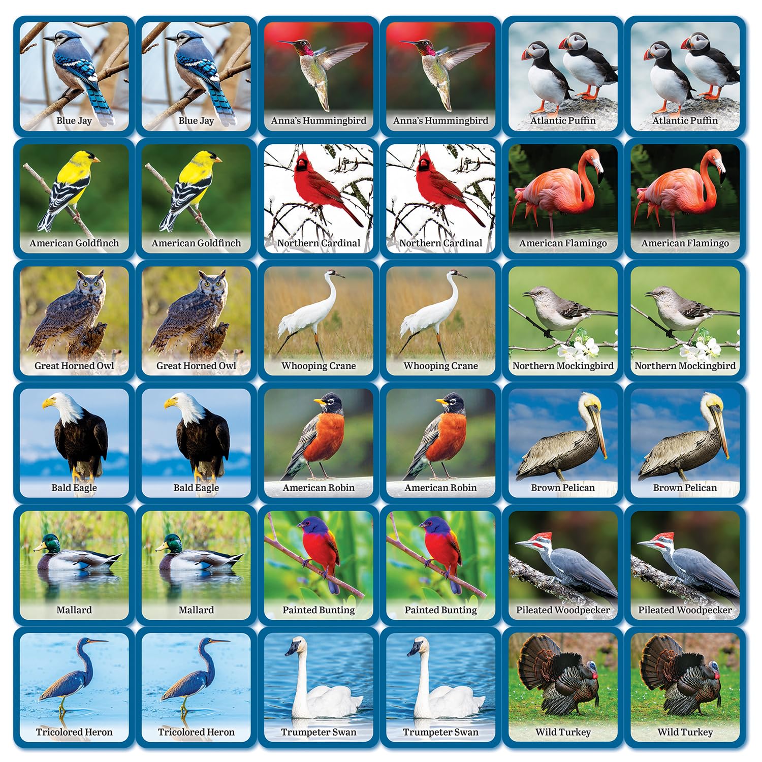 Masterpieces Gioco di carte Audubon con licenza ufficiale per bambini e famiglie