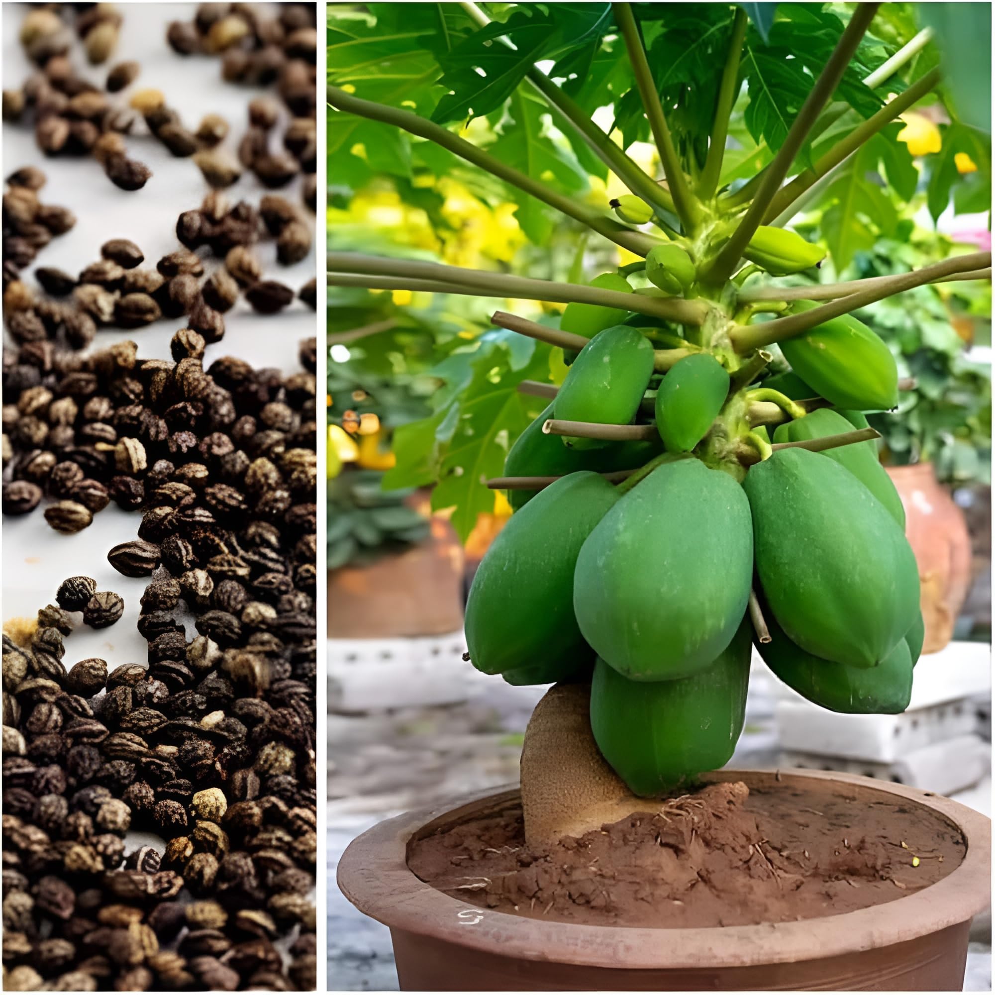 Taiwan Red Lady 786 F1 Hybrid Papaya Seeds, 200 Seeds Pack, Early Maturity in 6-8 Months, Disease Resistant - Image 2 thumbnail