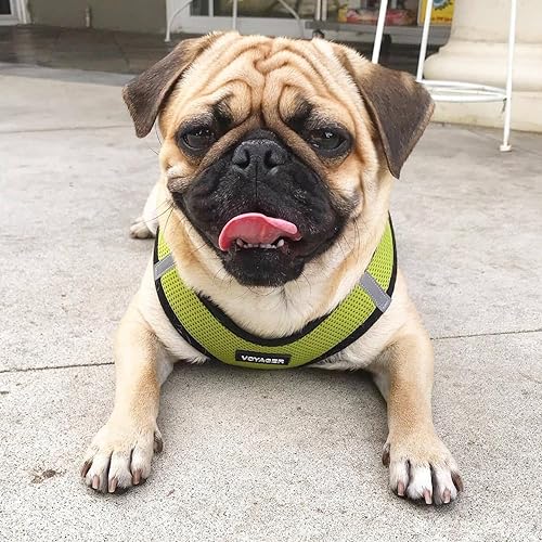 Vista 149 de Best Pet Supplies Voyager Step-in Air - Arnés de malla para todo tipo de clima, reflectante, antitirones, para perro y gato pequeño y mediano, Arnés