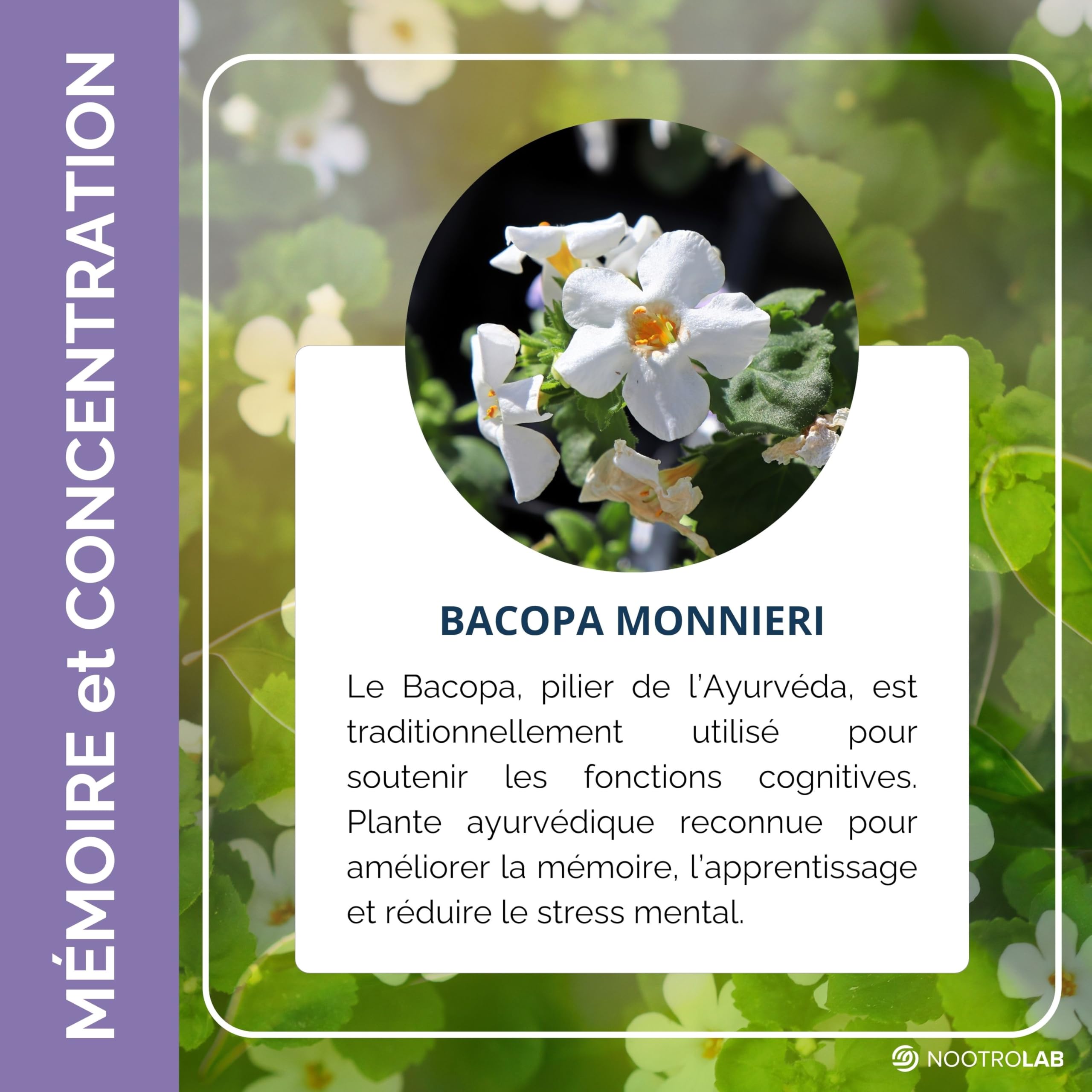 Bacopa Monnieri – Cure de 20 jours -1125 mg - Mémoire, Concentration & Clarté Mentale – Soutien Cognitif Naturel – 60 Gélules Végétales – Nootrolab - Cure de 20 jours