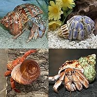 Vista 5 de QICQDRAM 4 conchas de cangrejo ermitaño grandes de 2 a 3.5 pulgadas, conchas naturales de cangrejo ermitaño de apertura de 1 a 1.5 pulgadas
