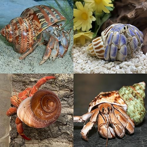 Miniatura 5 de QICQDRAM 4 conchas de cangrejo ermitaño grandes de 2 a 3.5 pulgadas, conchas naturales de cangrejo ermitaño de apertura de 1 a 1.5 pulgadas, para
